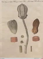 An illustration from (Band 6) (1807)