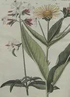 An illustration from (Band 6) (1807)