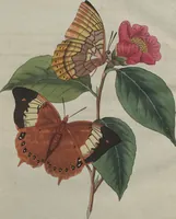 An illustration from (Band 6) (1807)
