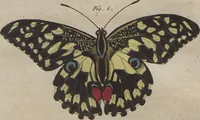 An illustration from (Band 6) (1807)