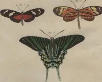 An illustration from (Band 6) (1807)