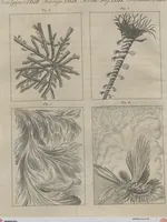 An illustration from (Band 6) (1807)