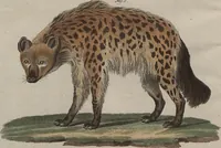 An illustration from (Band 7) (1810)