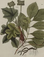 An illustration from (Band 7) (1810)
