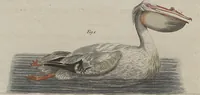An illustration from (Band 7) (1810)