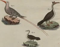 An illustration from (Band 7) (1810)