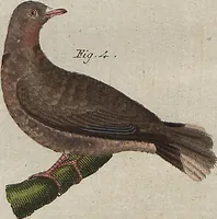 An illustration from (Band 7) (1810)