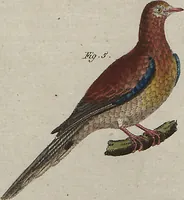 An illustration from (Band 7) (1810)