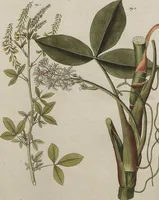 An illustration from (Band 7) (1810)