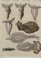 An illustration from (Band 7) (1810)