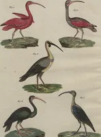 An illustration from (Band 7) (1810)