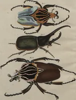 An illustration from (Band 7) (1810)