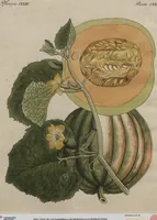 An illustration from (Band 7) (1810)