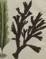 An illustration from (Band 7) (1810)