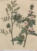 An illustration from (Band 7) (1810)