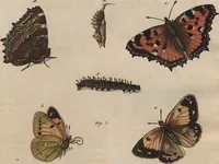 An illustration from (Band 7) (1810)
