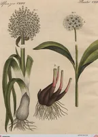 An illustration from (Band 7) (1810)