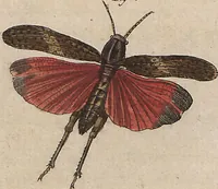 An illustration from (Band 7) (1810)