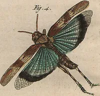 An illustration from (Band 7) (1810)