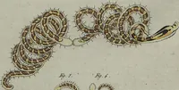 An illustration from (Band 7) (1810)