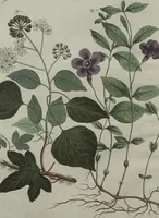 An illustration from (Band 7) (1810)