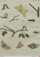An illustration from (Band 7) (1810)