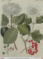 An illustration from (Band 7) (1810)