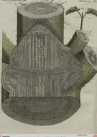 An illustration from (Band 7) (1810)