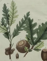 An illustration from (Band 7) (1810)