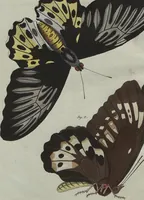 An illustration from (Band 7) (1810)