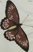 An illustration from (Band 7) (1810)