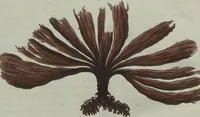 An illustration from (Band 7) (1810)
