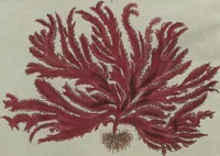 An illustration from (Band 7) (1810)