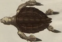 An illustration from (Band 7) (1810)