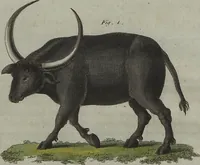 An illustration from (Band 7) (1810)