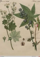 An illustration from (Band 7) (1810)