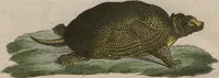 An illustration from (Band 7) (1810)