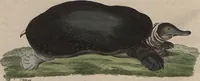 Picture 121 of 129 from (Band 7) (1810), leaf 320