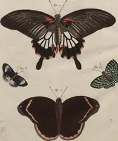 An illustration from (Band 7) (1810)