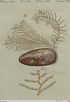 An illustration from (Band 7) (1810)