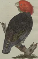 An illustration from (Band 7) (1810)