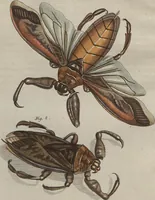 An illustration from (Band 7) (1810)