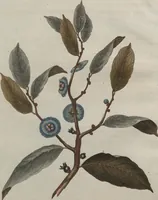 An illustration from (Band 7) (1810)