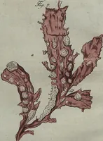 An illustration from (Band 7) (1810)