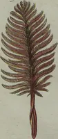 An illustration from (Band 7) (1810)