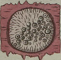 An illustration from (Band 7) (1810)