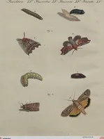 An illustration from (Band 7) (1810)