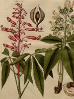 An illustration from (Band 8) (1813)
