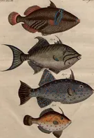 An illustration from (Band 8) (1813)
