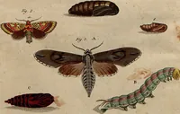 An illustration from (Band 8) (1813)